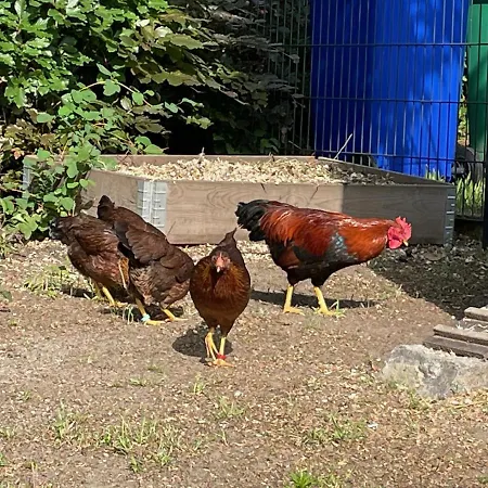 Carla Rohls Apartment *