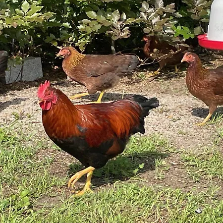 Apartment Carla Rohls Koenigs Wusterhausen