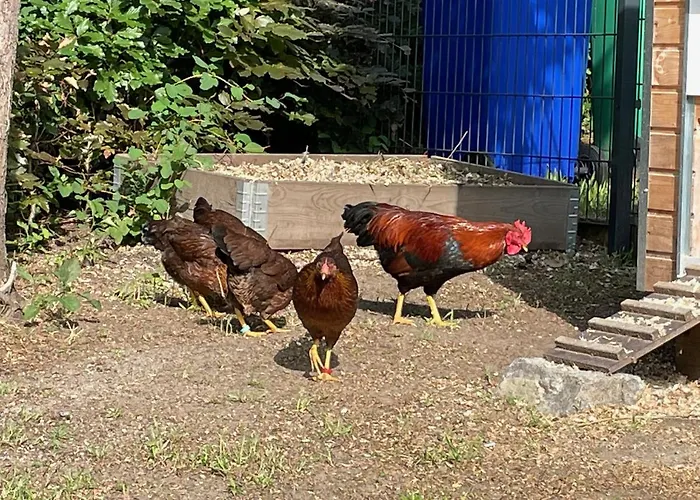 Carla Rohls דירה *